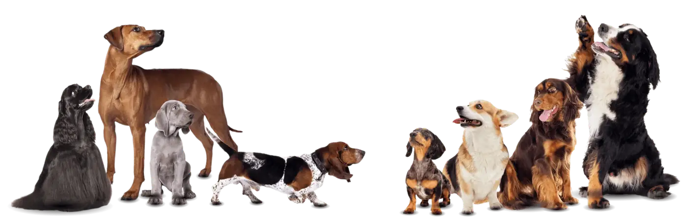 Dogs and cats of every size and age &mdash; the full range of pets Zoomin Groomin grooms at home